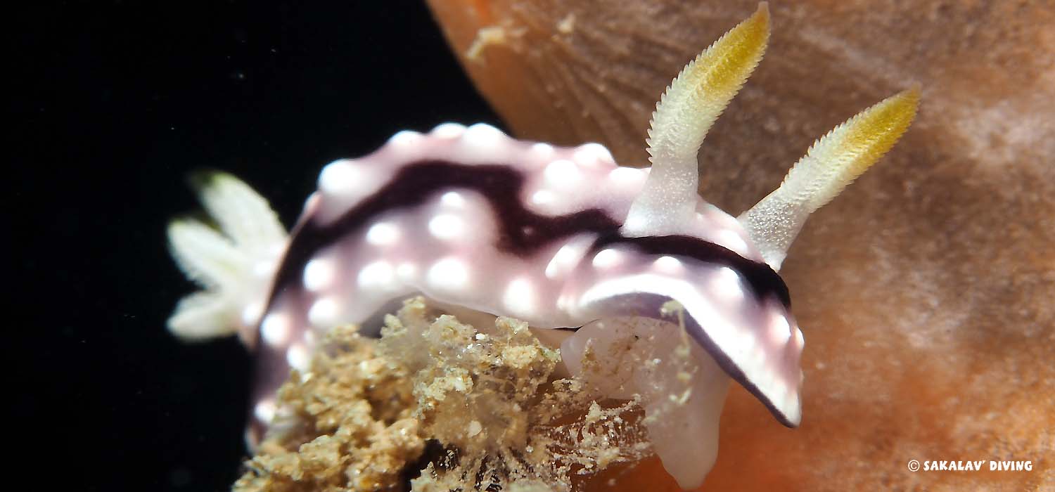 Nudibranche à Nosy Be Madagascar